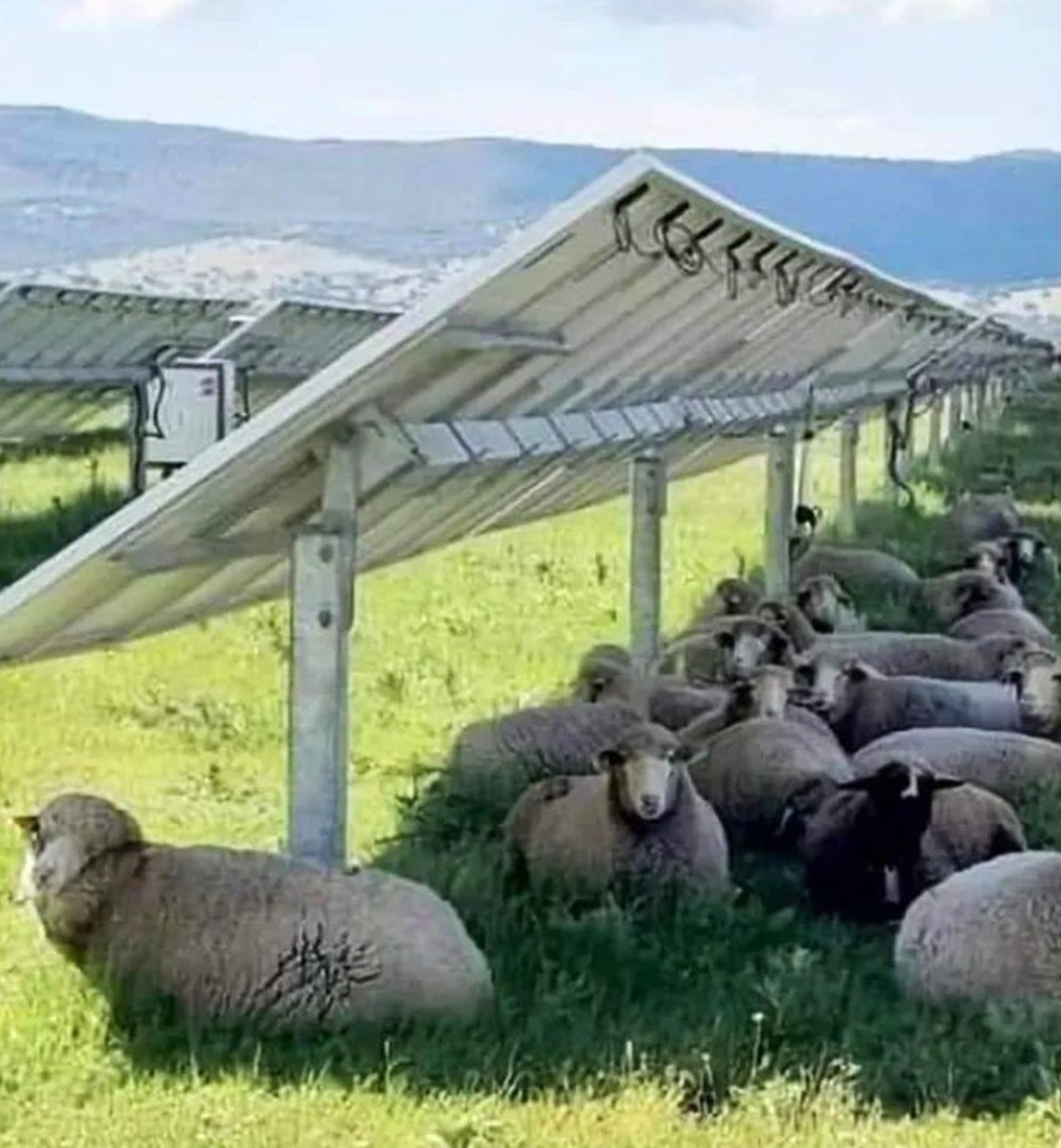 Energia solare doppio piano il 3-9-2024:
                Sopra ci sono i pannelli solari inclinati - sotto le
                pecore all'ombra