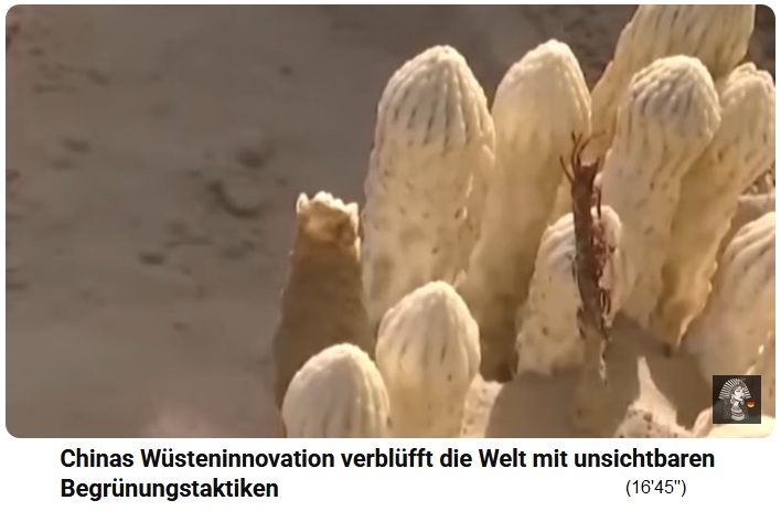 China Tibukiw�ste:
                        Spargel w�chst unter den Sonnenkollektoren