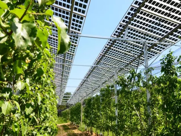 Dual function of solar energy in Haidegg
(Styria, Austria) May 18, 2024: solar panels are
also protecting fruit trees against rain and snow:
photovoltaic panels above fruit crops not only
produce electricity Dual function of solar
energy in Haidegg (Styria, Austria) May 18, 2024:
solar panels are also protecting fruit trees
against rain and snow: photovoltaic panels above
fruit crops not only produce electricity