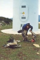 1000e Greifv�gel werden j�hrlich
                    durch kriminelle Windr�der erschlagen, hier ein Foto
                    aus den "USA", Altamont-Pass bei San
                    Francisco