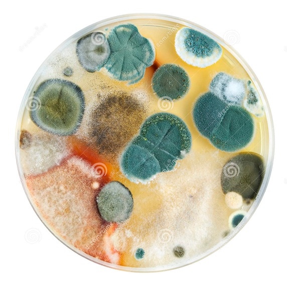 May 30,
                      2022: Masks are like a petri dish - the reality
                      under the microscope