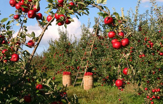 Apfelernte:
              Apfelbäume mit Äpfeln
