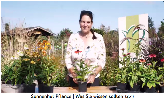 Der falsche Sonnenhut
                  (Echinacea) im Garten in Europa - Grundwissen