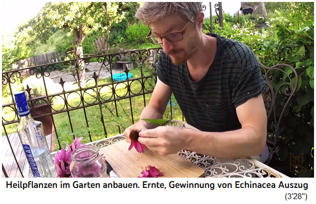 Echinacea-Tinktur selber
                  machen 02, die Blütenblätter pflücken