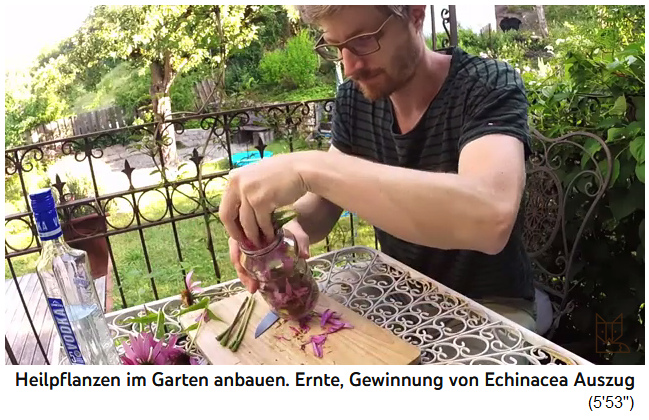 Echinacea-Tinktur
                  selber machen 03, Schnittgut wird alles ins Glas
                  gesteckt