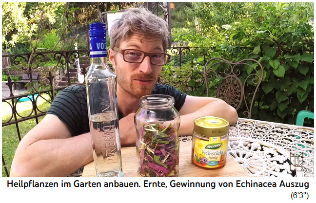 Echinacea-Tinktur selber machen 04, das
                  Schnittgut wird mit Wodka oder Honig angesetzt