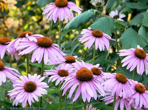 Echinacea angustifolia (Engbl�ttriger
                  Sonnenhut)
