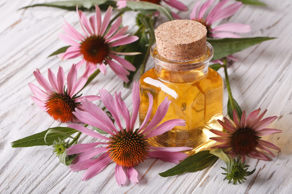 Das antibiotische Echinacea
                  (Sonnenhut)-Extrakt