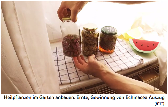 Echinacea-Tinktur selber machen 05, die Mischung
                  wird am Fenster mit Gardine angesetzt
