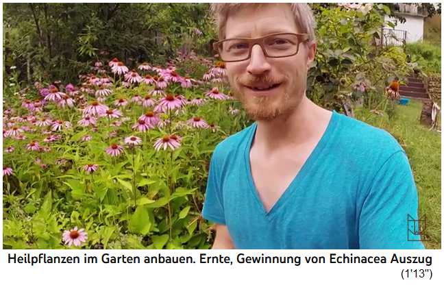 Echinacea-Tinktur
                  selber machen 01, die falschen Sonnenh�te in Rosa