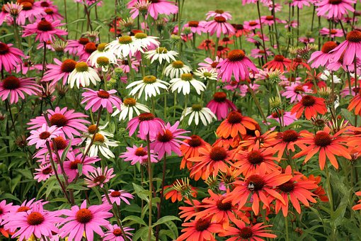 Echinacea (Sonnenhut) auf einer
              Wiese in verschiedenen Farben