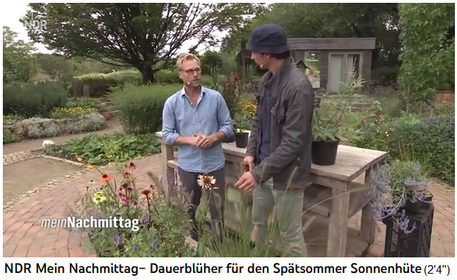 Video on YouTube: North German TV
                  station NDR: My afternoon - Continuous bloomers for
                  late summer Echinaceas
