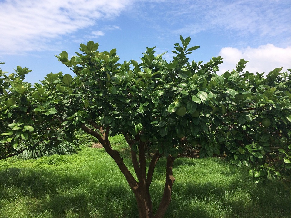 Grapefruitbaum in Wendan, Vietnam