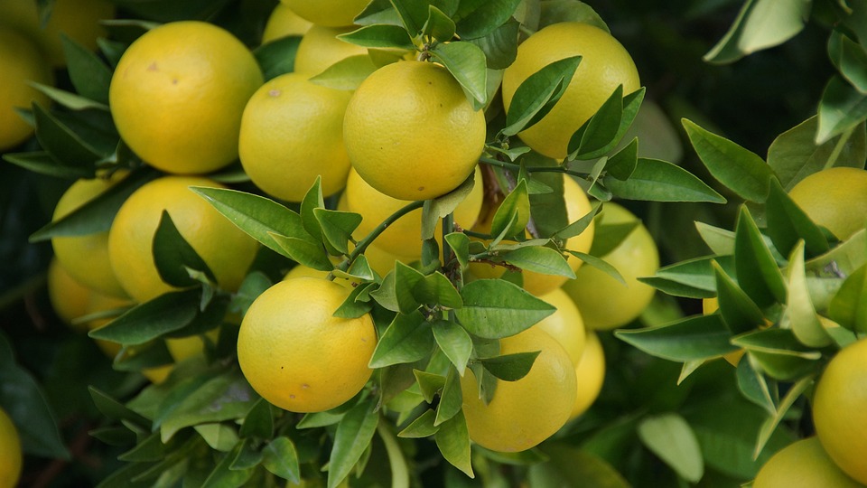 �rbol
              de pomelo con pomelos amarillos