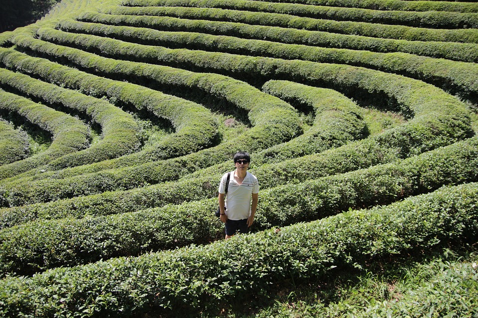 Jard�n de t� verde 2