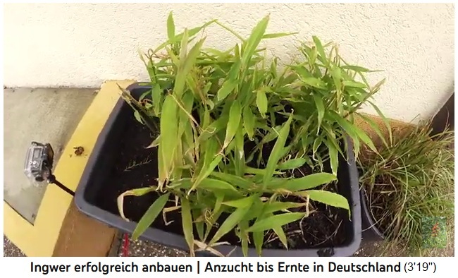 Algunas plantas de jengibre siguen
                  creciendo en el cubo