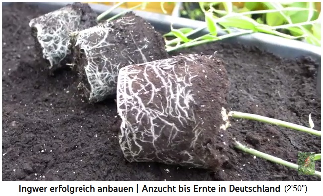 El jengibre se saca de la maceta y se
                  planta en un cubo 02