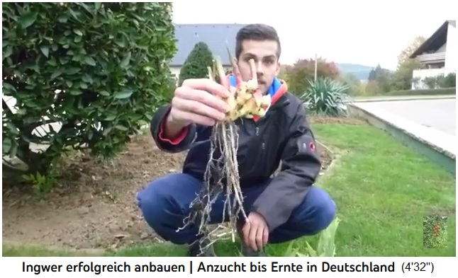 Gr�sste
                  Ingwerwurzeln in D kamen im aufgelockerten, lehmigen
                  L�ssboden