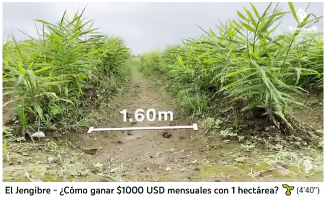 Ingwerfeld in Santo
              Domingo, der Abstand zwischen den Pflanzenreihen ist 1,6m