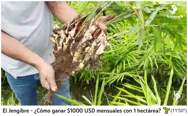 Ingwerernte: Eine Ingwerwurzel wird geerntet