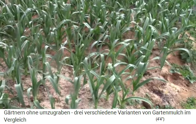 Garlic bed in Ireland with mulch from sawdust