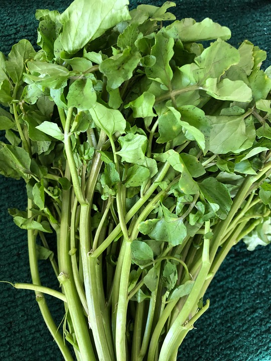 Brunnenkresse
              Bl�ttchen