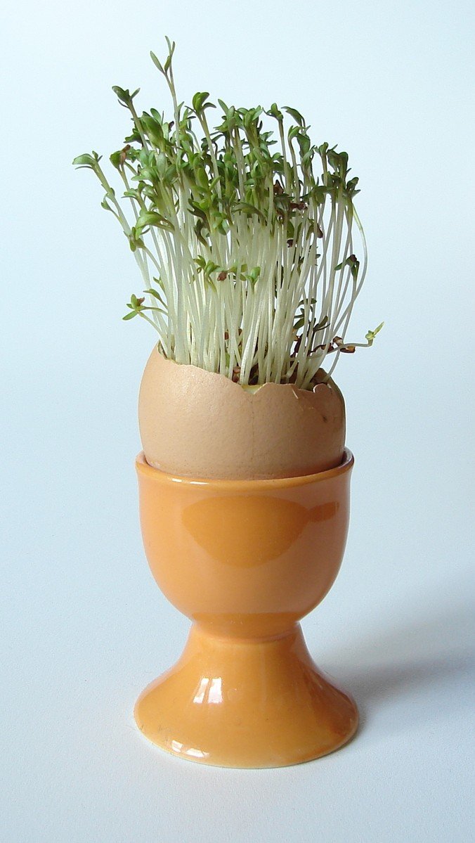 Gartenkresse w�chst in einer Eierschale