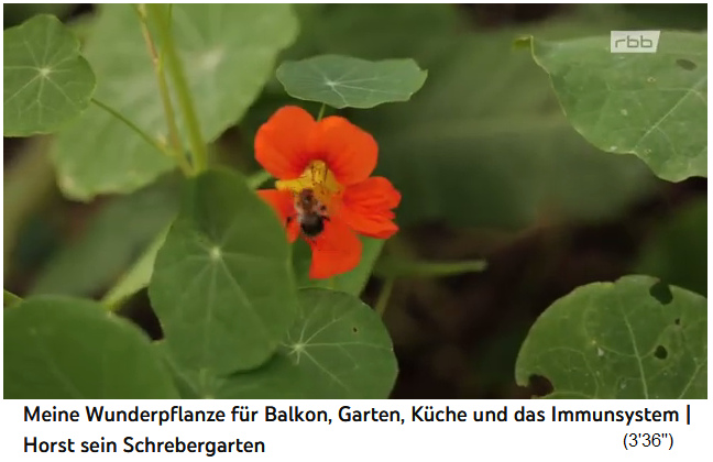 Indian cress (nasturtium), flower with bee
