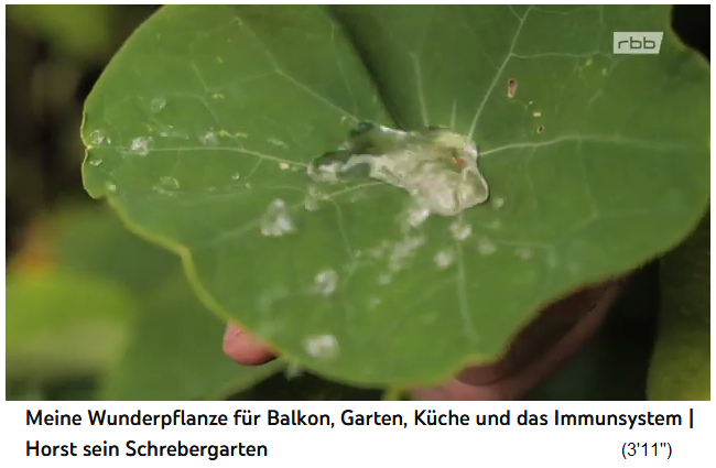 Nasturtium leaf is water-repellent with
                    lotus effect