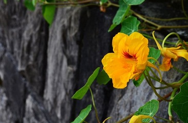 Indian cress in
              yellow