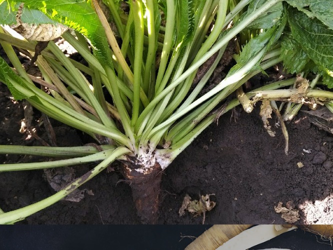 Meerrettich bei der
              Ernte