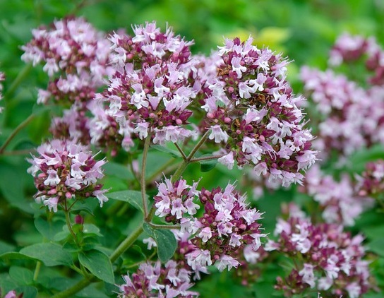 Oregano: purple
              umbels