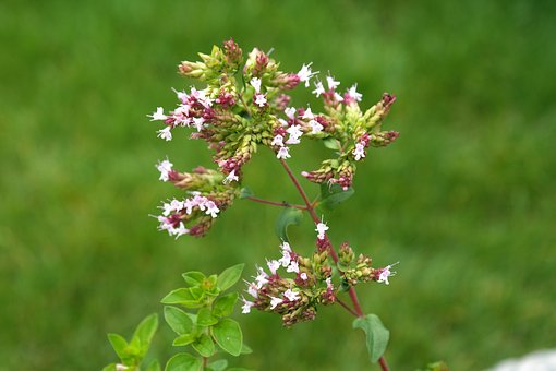 Oregano: white umbels
