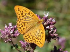 Oregano flower with butterfly fritillary