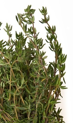 Tomillo primer plano