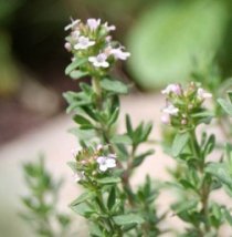 Tomillo con flores