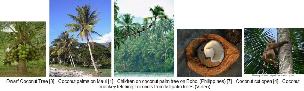 Coconut palm trees, coconuts and
                  coconut monkey for the harvest