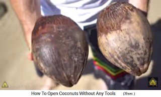 Wir sehen originale Kokosn�sse auf Hawaii,
                Nahaufnahme