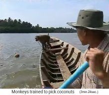 Kokosnuss schwimmt
