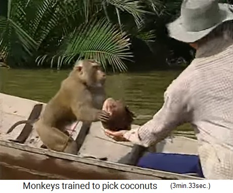Der Kokosnussaffe holt Kokosn�sse auch
                  auf dem Wasser 04