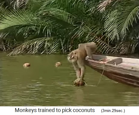 Der Kokosnussaffe holt Kokosn�sse auch
                  auf dem Wasser 03