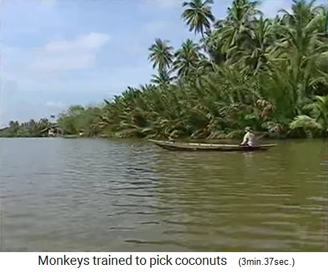 Der Kokosnussaffe holt Kokosn�sse auch
                  aus dem Wasser 05