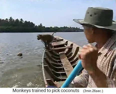 Der Kokosnussaffe holt Kokosn�sse auch
                  auf dem Wasser 02