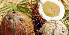 Kokosnuss mit
                  3 Keiml�chern