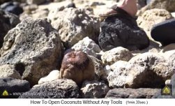 Dabei wird die Kokosnuss auch auf die
                andere Spitze gestellt - die Aussenschale der Kokosnuss
                bekommt lange Risse