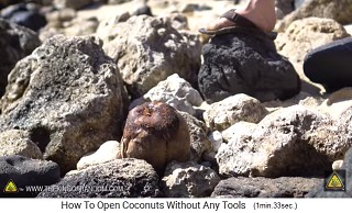 Dabei wird die Kokosnuss
                  auch auf die andere Spitze gestellt - die Aussenschale
                  der Kokosnuss bekommt lange Risse