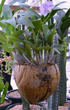 Lederhaut wird zu einem
                  h�ngenden Blumentopf f�r Orchideen, Thailand