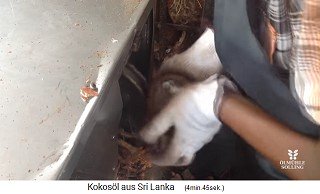 Kokosarbeiter an einer Kokossch�lmaschine