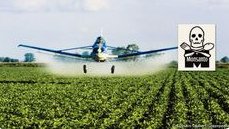Gentech-Sojaplantage mit Pestiziden, und
                        der Regenwald wird daf�r vernichtet