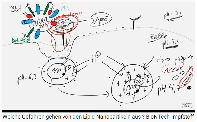 Folie 6f
                              (Zeichnung): Das geplatzte Vesikel in der
                              Zelle: Giftige Substanzen sind eingekreist
                              markiert: Das kationische Lipid und die
                              mRNA